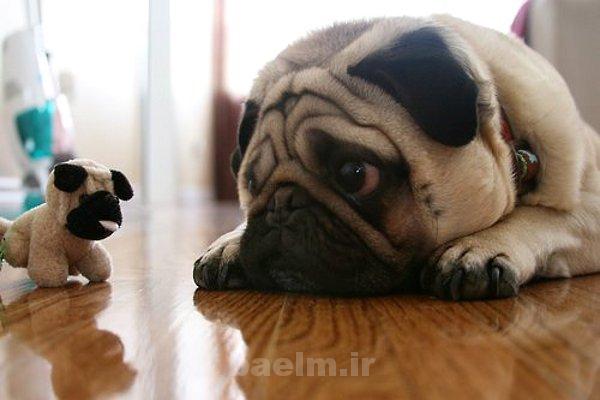 ديدنيها | عكسهاي جالب و ديدني روزانه | پنجشنبه 13 شهريور ديدنيها | عكسهاي جالب و ديدني روزانه | پنجشنبه 13 شهريور