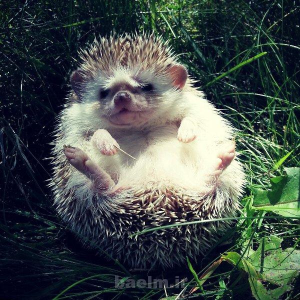 ديدني ها | تصاوير جالب و ديدني روزانه | روز 22 شهريور