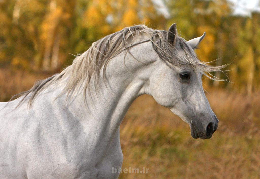 Arabian Horses Arabian horses 15 Arabian Horses