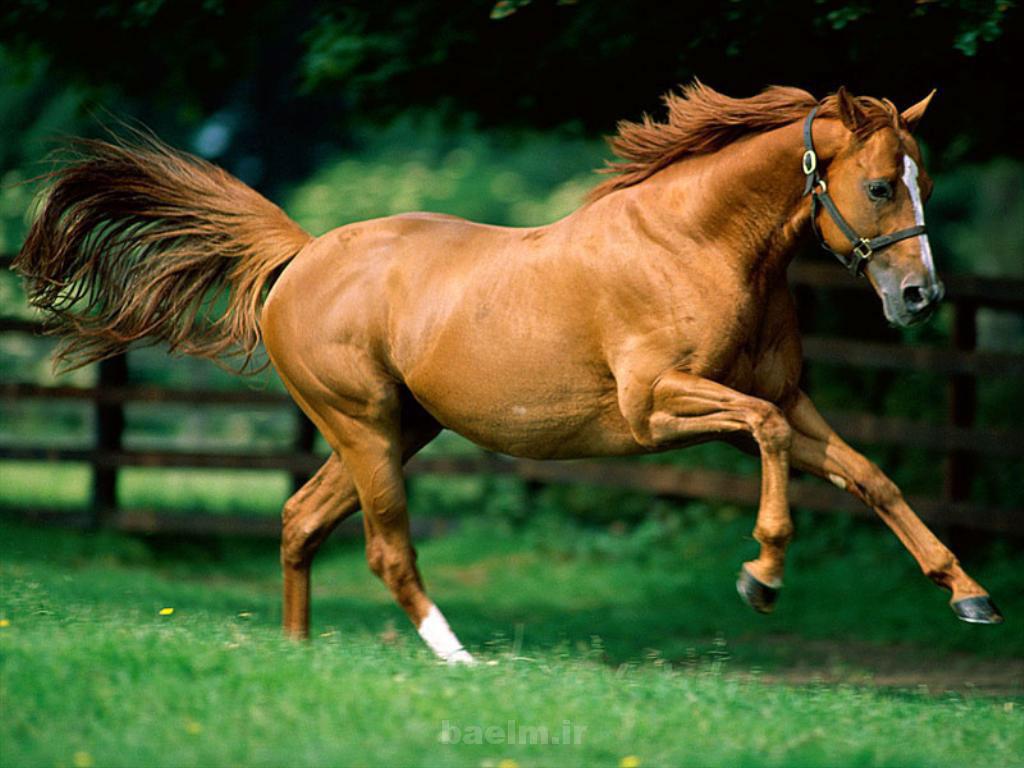 Arabian Horses Arabian horses 17 Arabian Horses
