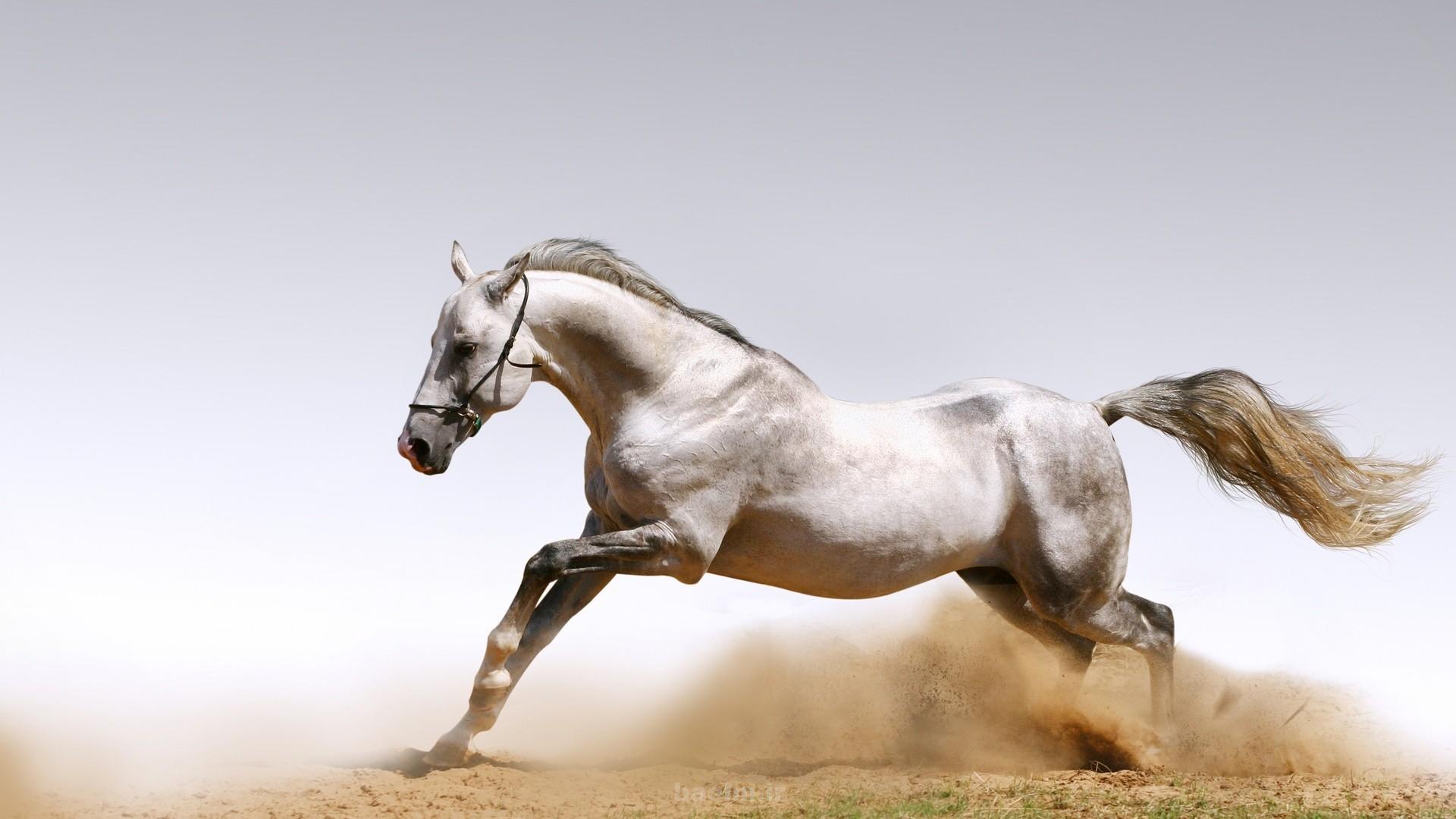 Arabian Horses Arabian horses 3 Arabian Horses