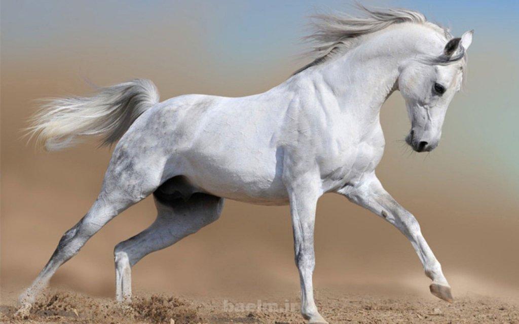 Arabian Horses Arabian horses 7 Arabian Horses