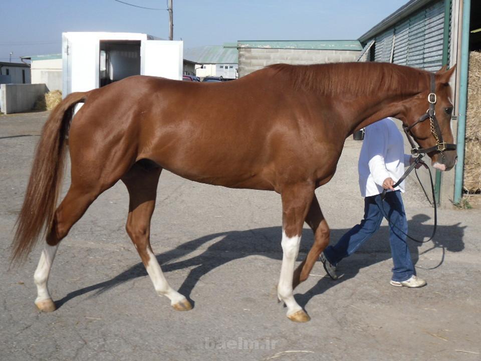 British Horses British horses 13 British Horses