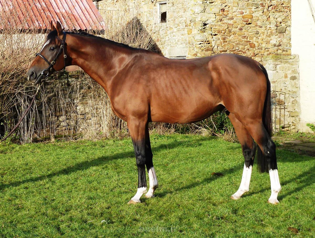 British Horses British horses 3 British Horses