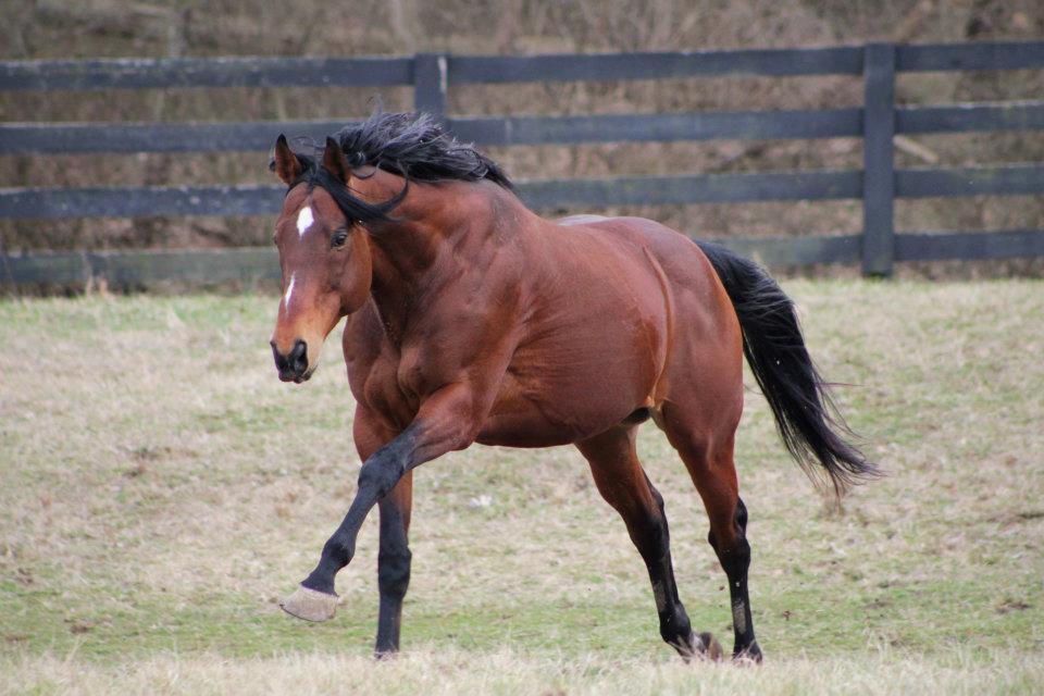 British Horses British horses 9 British Horses