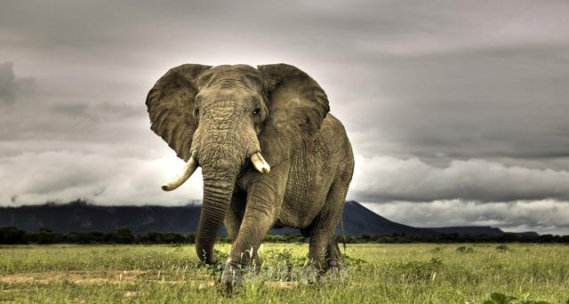 wildlife photography