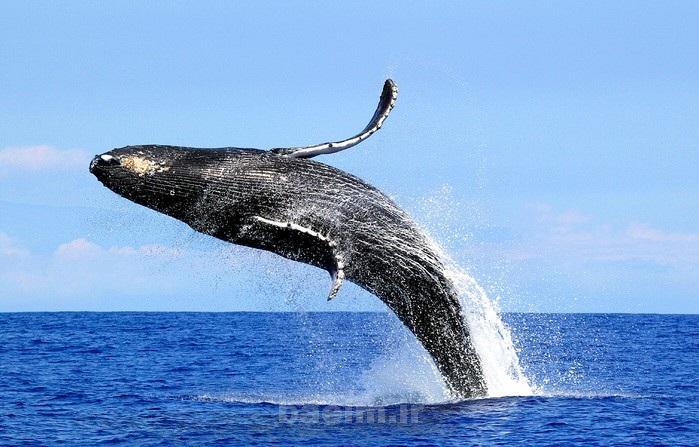 Wildlife Photography 6