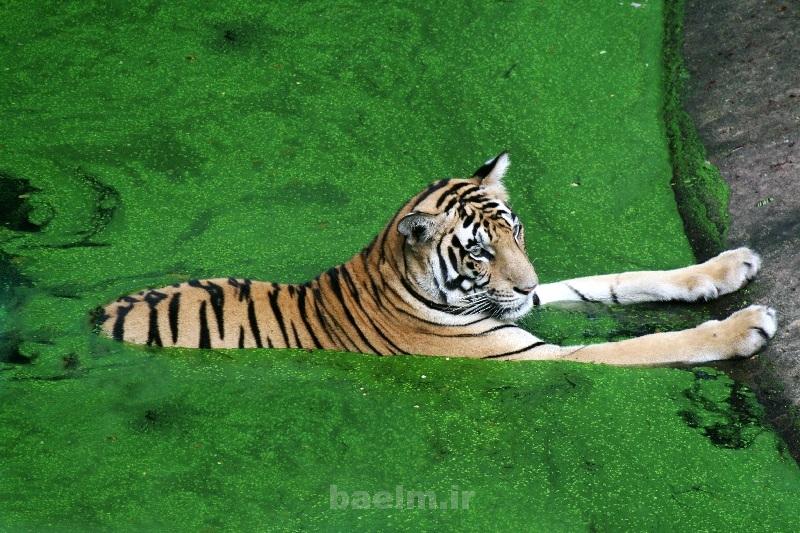 Wildlife Photography 8