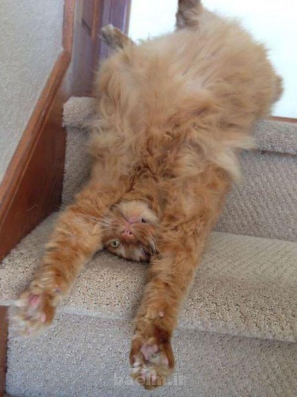 عكس | تصاوير جالب و ديدني روزانه | 9 مهر | ديدني ها