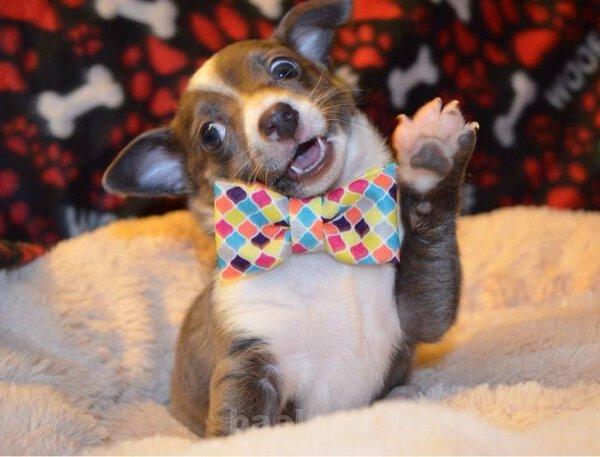 عكس | تصاوير جالب و ديدني روزانه | 9 مهر | ديدني ها picdump 1207 (30)