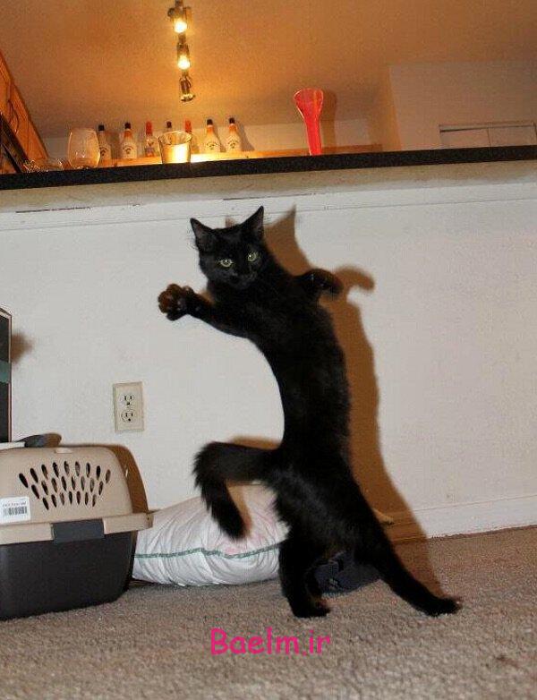 تصاوير جالب و ديدني روزانه | روز 17 مهر ماه | تصاوير خنده دار