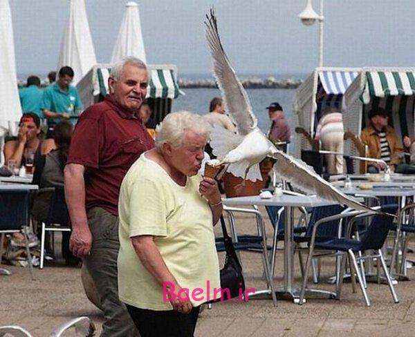 تصاوير جالب و ديدني روزانه | روز 17 مهر ماه | تصاوير خنده دار