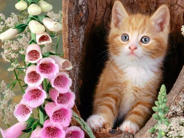 sweet cats 11 Sweet Cats 