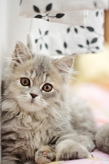 sweet cats 4 Sweet Cats 