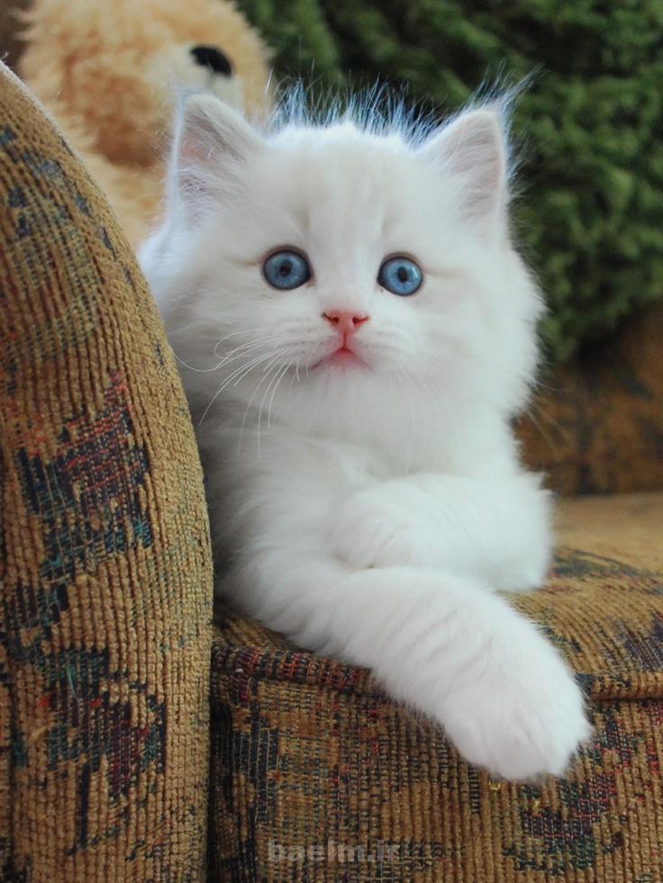 sweet cats 9 Sweet Cats 