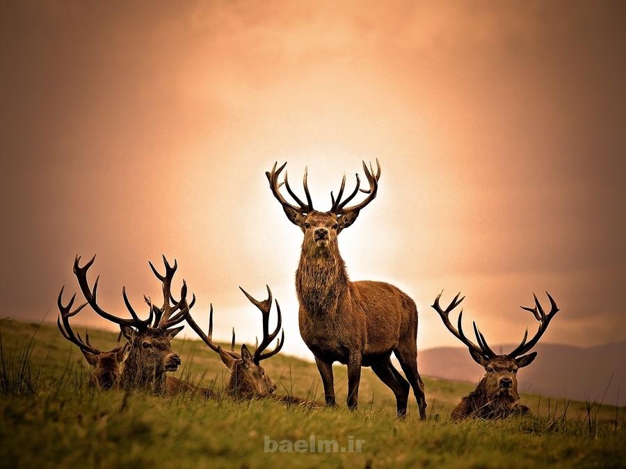 wildlife photography