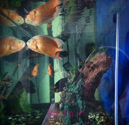 اخبار,اخبار فرهنگی ,چهره ها در شبکه‌های اجتماعی