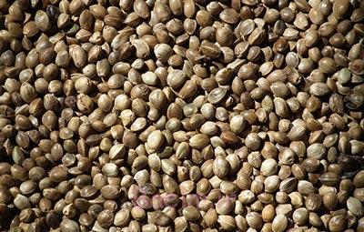 شاهدانه،خواص شاهدانه،خاصیت شاهدانه خواص گیاه شاهدانه, تخم شاهدانه