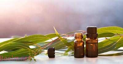 خواص اوکالیپتوس,خاصیت اوکالیپتوس