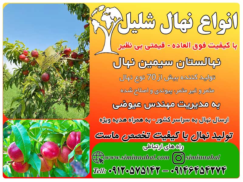 خرید نهال شلیل با قیمت بی نظیر خرید نهال شلیل