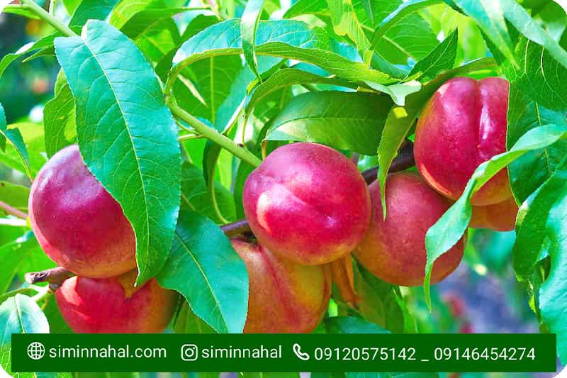 خرید نهال شلیل با قیمت بی نظیر نهال شلیل