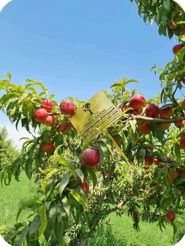 خرید نهال شلیل با قیمت بی نظیر بهترین نهال شلیل