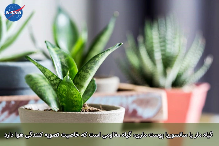 بهترین گیاهان برای تصفیه هوای خانه و اداره از نگاه ناسا بهترین گیاهان برای تصفیه هوای خانه و اداره