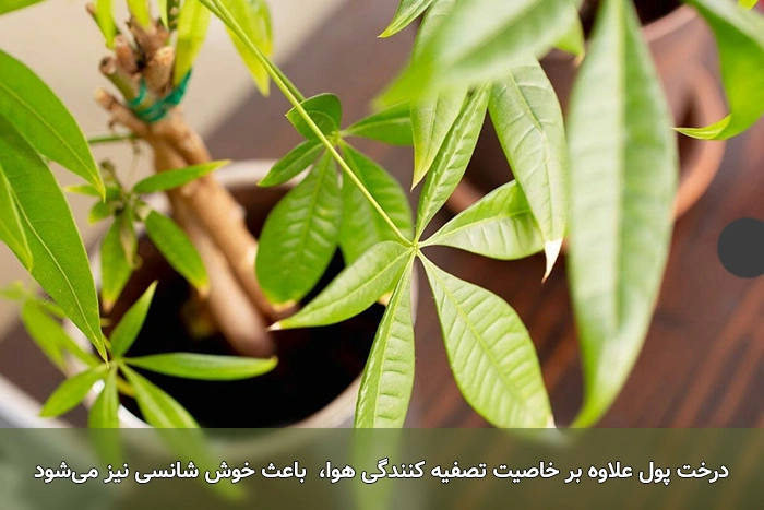 بهترین گیاهان برای تصفیه هوای خانه و اداره از نگاه ناسا گیاه پول یکی از بهترین بهترین گیاهان برای تصفیه هوای خانه و اداره