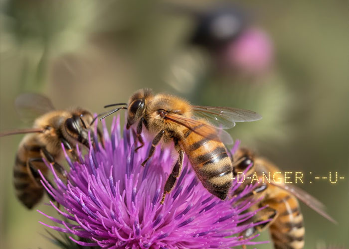 دانشمندان توانستند به یک زنبور عسل کد مورس یاد بدهند